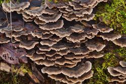 Trametes_versicolor_PSA_20171221-02.jpg