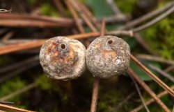 Tulostoma_brumale_PSA_20171130-05.jpg