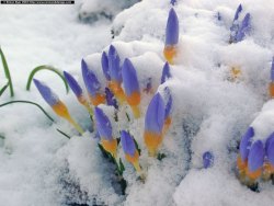 crocus_snow.thumb.jpg.17a85edd576f99c100ade4c3f0606106.jpg