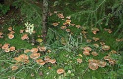 kucha-ryzhikov-vokrug-elki.thumb.jpg.d3b7abd256ae8a06a6fc2f3878af0920.jpg