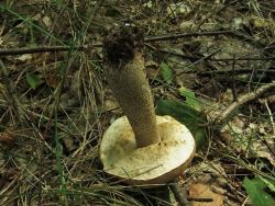 Подберёзовик обыкновенный Leccinum scabrum (7).JPG