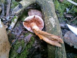 Cortinarius bivelus lucorum 170908 (1).jpg