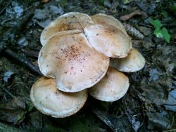 Cortinarius bivelus lucorum 170908 (2).jpg