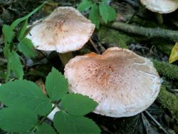 Cortinarius bivelus lucorum 170908 (3).jpg