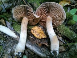 Cortinarius bivelus lucorum 170908 (4).jpg