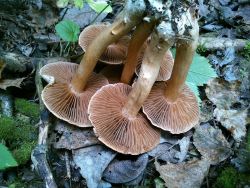 Cortinarius bivelus lucorum 170908 (5).jpg