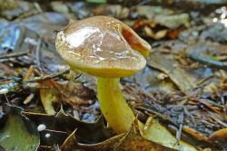 Aureoboletus_gentilis_KSM_20170907.thumb.JPG.a9281ef2967a44b77fc5c84553d84724.JPG