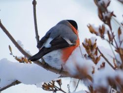 3c.thumb.JPG.db26416f5d965806f9b6a83009feb84c.JPG