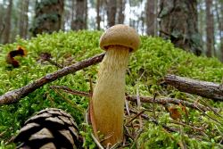 Aureoboletus_projectellus_20170822_2.thumb.JPG.646fcde0678b426834ff732b915ef48f.JPG