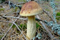 Aureoboletus_projectellus_20170822_3.thumb.JPG.6ba3695325f099f09964b6ba924e68d8.JPG