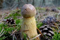 Aureoboletus_projectellus_20170822_6.thumb.JPG.44f649f1f10a9c30f3358087241adb26.JPG