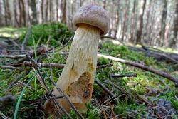 Aureoboletus_projectellus_20170822_7.thumb.JPG.f90466b047125da3bc38d9ecb1b03c8c.JPG