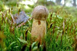 Aureoboletus_projectellus_20170822_8.thumb.JPG.7b3833df41bb7e5b92076e9fefd4edde.JPG