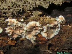 Eichleriella_deglubens_NND_20170810-1.thumb.JPG.7f3261d748dd7da7af1cfdfff9d02232.JPG