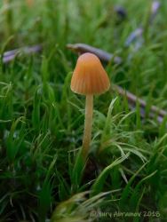 Galerina_hypnorum_AYV_20160817_02.jpg