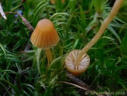 Galerina_hypnorum_AYV_20160817_03.jpg