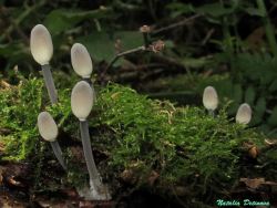 Mycena_arcangeliana_NND_20140829-1.thumb.JPG.2719c384c250aa4d5a44631c4582cc2f.JPG