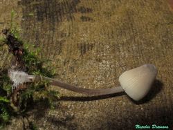 Mycena_arcangeliana_NND_20140831-1.thumb.JPG.cbea2122d1d900973c7579fac596aeda.JPG