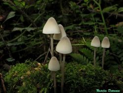 Mycena_arcangeliana_NND_20140831.thumb.JPG.4a9739e9fd5b6db010345f8df0ad383c.JPG