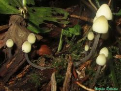 Mycena_arcangeliana_NND_20170913-2.thumb.JPG.57b4736ce944f4a0570dcb06fca7b217.JPG