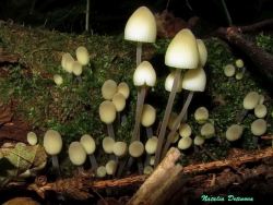 Mycena_arcangeliana_NND_20170913-3.thumb.JPG.f611350f257eca2c69a3a4d057cda05e.JPG