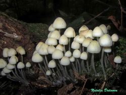 Mycena_arcangeliana_NND_20170917.thumb.jpg.8b38347b0d9563c88f373772481ced86.jpg