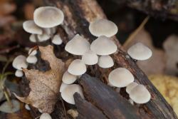 Mycena_arcangeliana_PSA_20171103-01.jpg