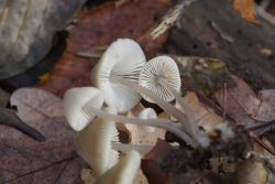 Mycena_arcangeliana_PSA_20171103-02.jpg