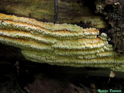 Pycnoporellus_alboluteus_NND_20170825-1.thumb.JPG.df07f490c059112465c8fb8a857cbe3e.JPG