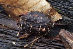 Xylaria_carpophila_PSA_20180210-01.jpg