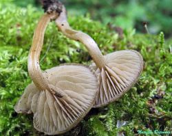 5aaae890f342d_Simocybe_centunculus_NND_20140810-2.thumb.jpg.3dd0074e0fc731db290bb2e9bca17422.jpg