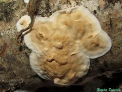 Byssomerulius_corium_NND_20160301-2.thumb.jpg.4ccdd3cae3868382234d5eff7d665b5d.jpg