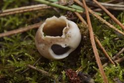 Helvella_leucomelaena_PSA_20180309-02.jpg