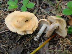 Inocybe_albovelutipes_AYV_20160811_02.jpg