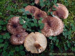 Tricholoma_vaccinum_AYV_20171014_02.jpg