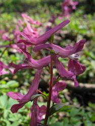 Corydalis_caucasica_UIA_20180406.jpg