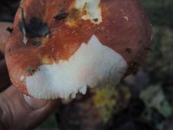 DSCN1087.thumb.JPG.92129b5a36494ac72461d0b0d3c0f9c9.JPG