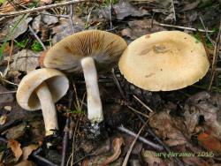 Inocybe_albovelutipes_AYV_20160817.jpg