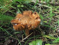 5b053ae2456e6_Inocybe_rimosa_OK_20160526(1).thumb.JPG.fa6db90870ac1087318362d98c6dea2b.JPG