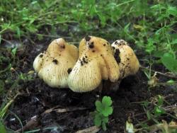 5b053ae3123ef_Inocybe_rimosa_OK_20160526(3).thumb.JPG.661120bfdd43ed71484f311cad858d57.JPG