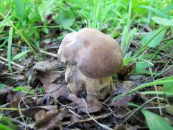 5b0967ad5349e_IMG_0995(2).thumb.JPG.707e8a87b916453fcc36097e06f5b1ce.JPG