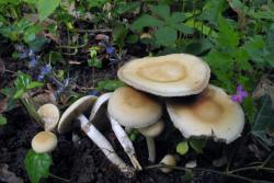 Agrocybe_praecox_2_AWP_20170505.thumb.JPG.ce79d5c4166974fb05947262410add13.JPG