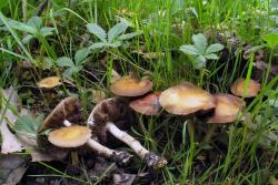 Agrocybe_praecox_3_AWP_20170505.thumb.JPG.90f834180f37345e7e0c93d53a141ed8.JPG