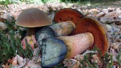 Boletus_erythropus_2_AWP_20180506.thumb.JPG.5000e415d560fe2542bf3beef0fb9c96.JPG