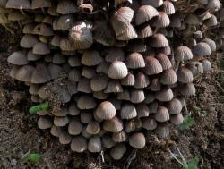 Coprinellus_disseminatus_OK_20180525.thumb.JPG.2f37162fb76bdc0149cff13299ac8fd9.JPG