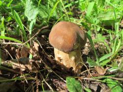 IMG_0998.thumb.JPG.8357904b81e53e48b82a5113a49db307.JPG