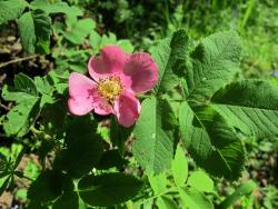 IMG_1049.thumb.JPG.ce7427dac24aae1a97d7c4e7ed85b616.JPG