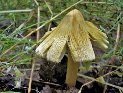 Inocybe_rimosa_OK_20060611.thumb.jpg.d51aba51b44dd94d6e48f69e4df6a513.jpg