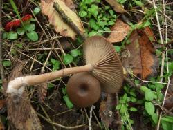 5b3bc2d79eb9b_Pseudoclitocybe_cyathiformis_OK_20171110(5).thumb.JPG.012816a284555c604a6476db4e665c3a.JPG