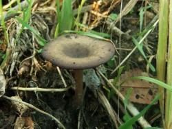 5b3bc2d885a8f_Pseudoclitocybe_cyathiformis_OK_20171110(7).thumb.JPG.9f5ebbfb687d4d6b07b7c34de5bb9be8.JPG